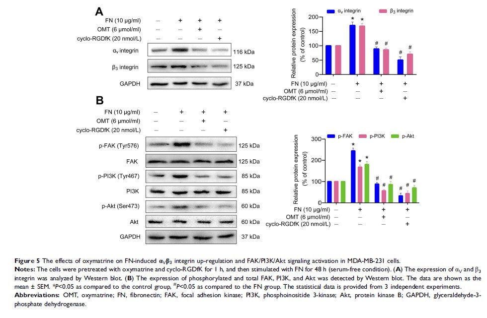 Figure 5 The effects of oxymatrine on FN-induced...