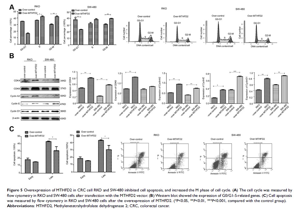 Figure 5 Overexpression of MTHFD2 in CRC cell RKO and...