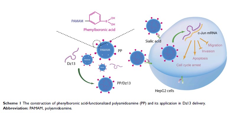 Scheme 1 The construction of phenylboronic acid-functionalized polyamidoamine (PP) and...