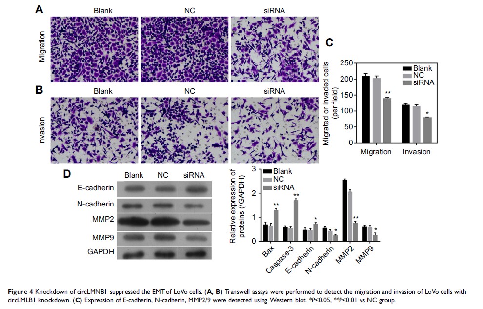 Figure 4 Knockdown of circLMNB1 suppressed the EMT of LoVo cells...