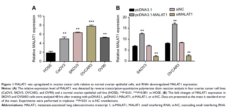 Figure 1 MALAT1 was upregulated in ovarian cancer cells relative to...