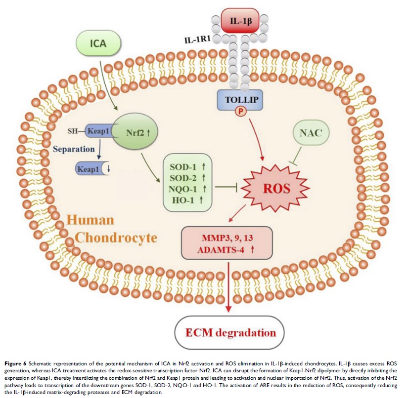 Figure 6 Schematic representation of the potential mechanism of...