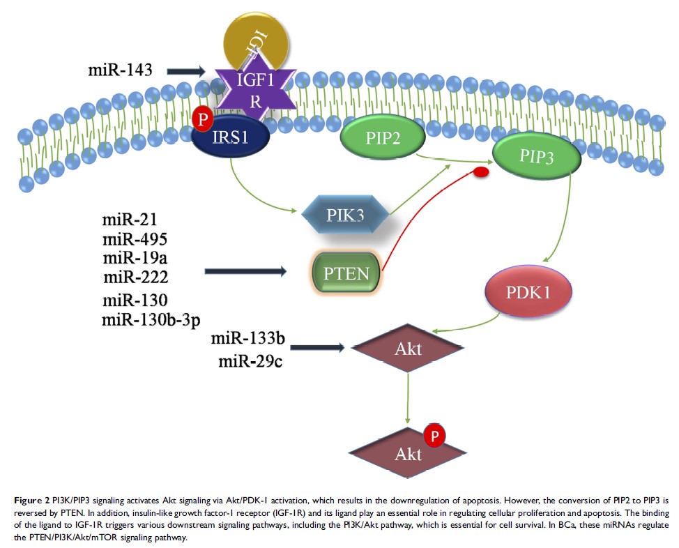 Figure 2 PI3K/PIP3 signaling activates Akt signaling via...