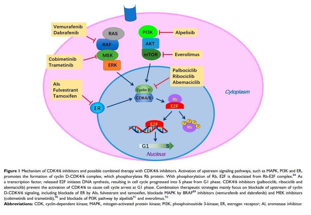 Figure 1 Mechanism of CDK4/6 inhibitors and possible combined therapy with...