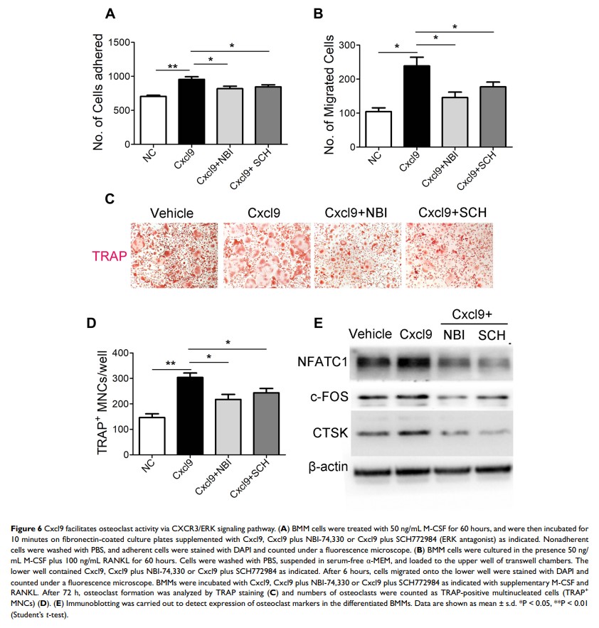 Figure 6 Cxcl9 facilitates osteoclast activity via CXCR3/ERK signaling pathway...