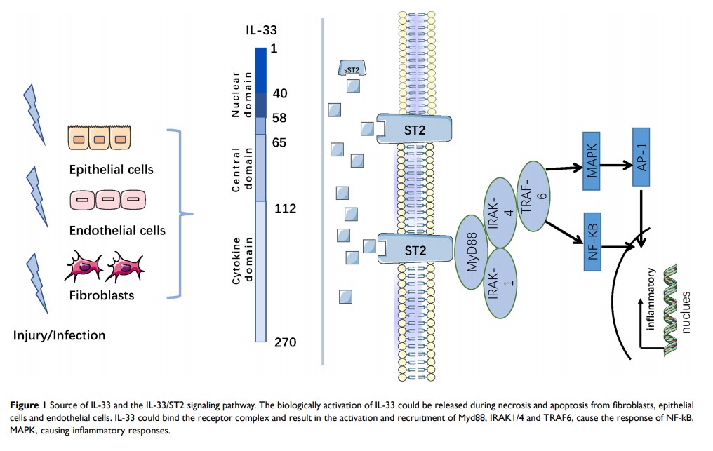 Figure 1 Source of IL-33 and the IL-33/ST2 signaling pathway...