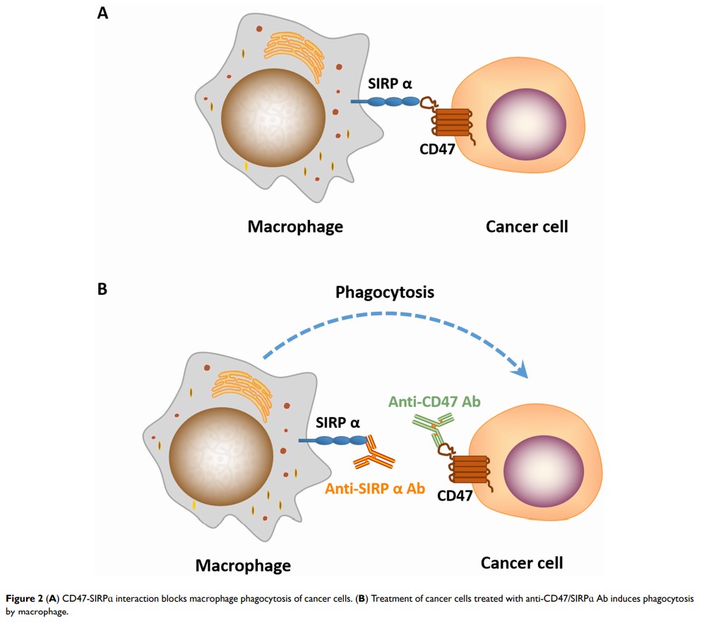 Figure 2 (A) CD47-SIRPɑ interaction blocks macrophage phagocytosis of cancer cells...