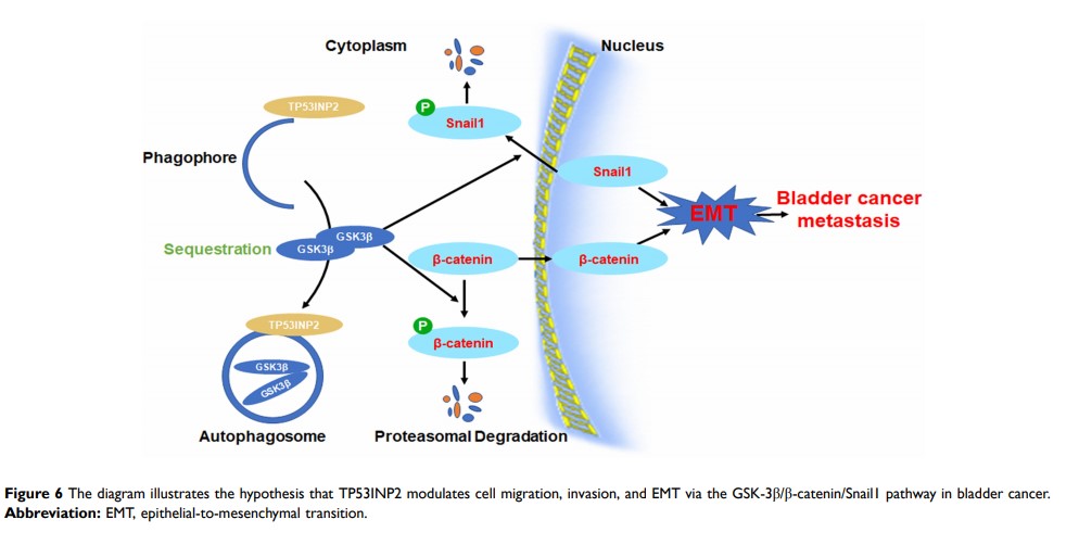 Figure 6 The diagram illustrates the hypothesis that TP53INP2 modulates cell migration, invasion, and...